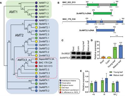 Identification and functional characterization of the sugarcane (Saccharum spp.) AMT2-type ammonium transporter ScAMT3;3 revealed a presumed role in shoot ammonium remobilization